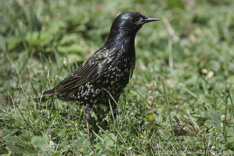 starling